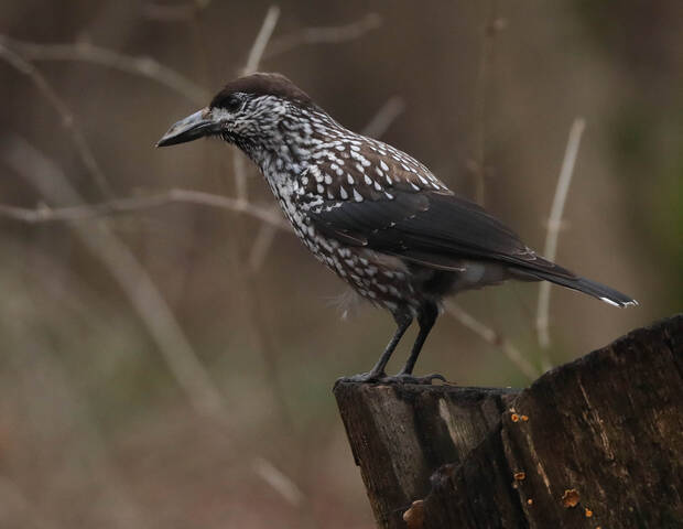 С деформированным клювом