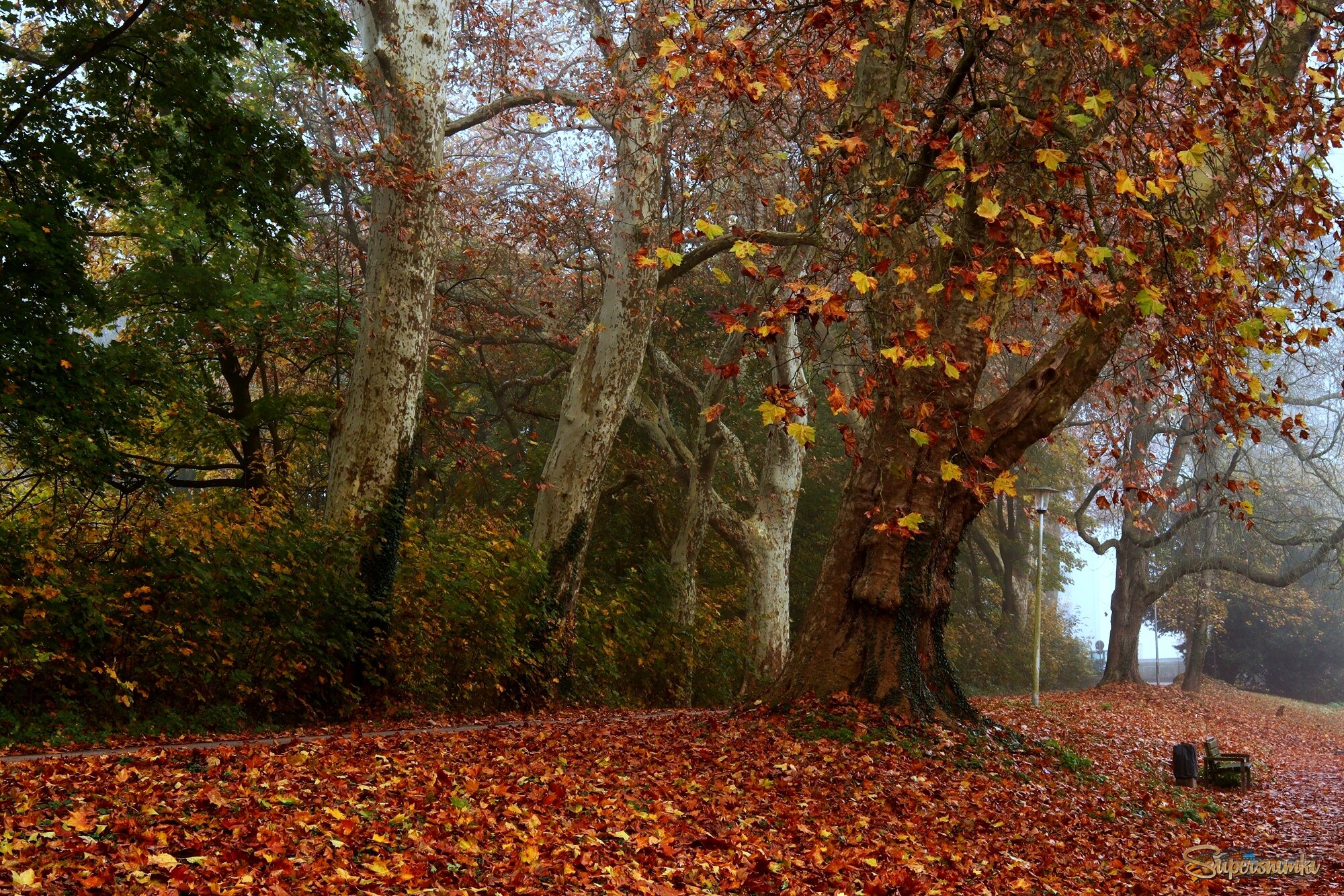 Осенний парк — в янтарной тишине