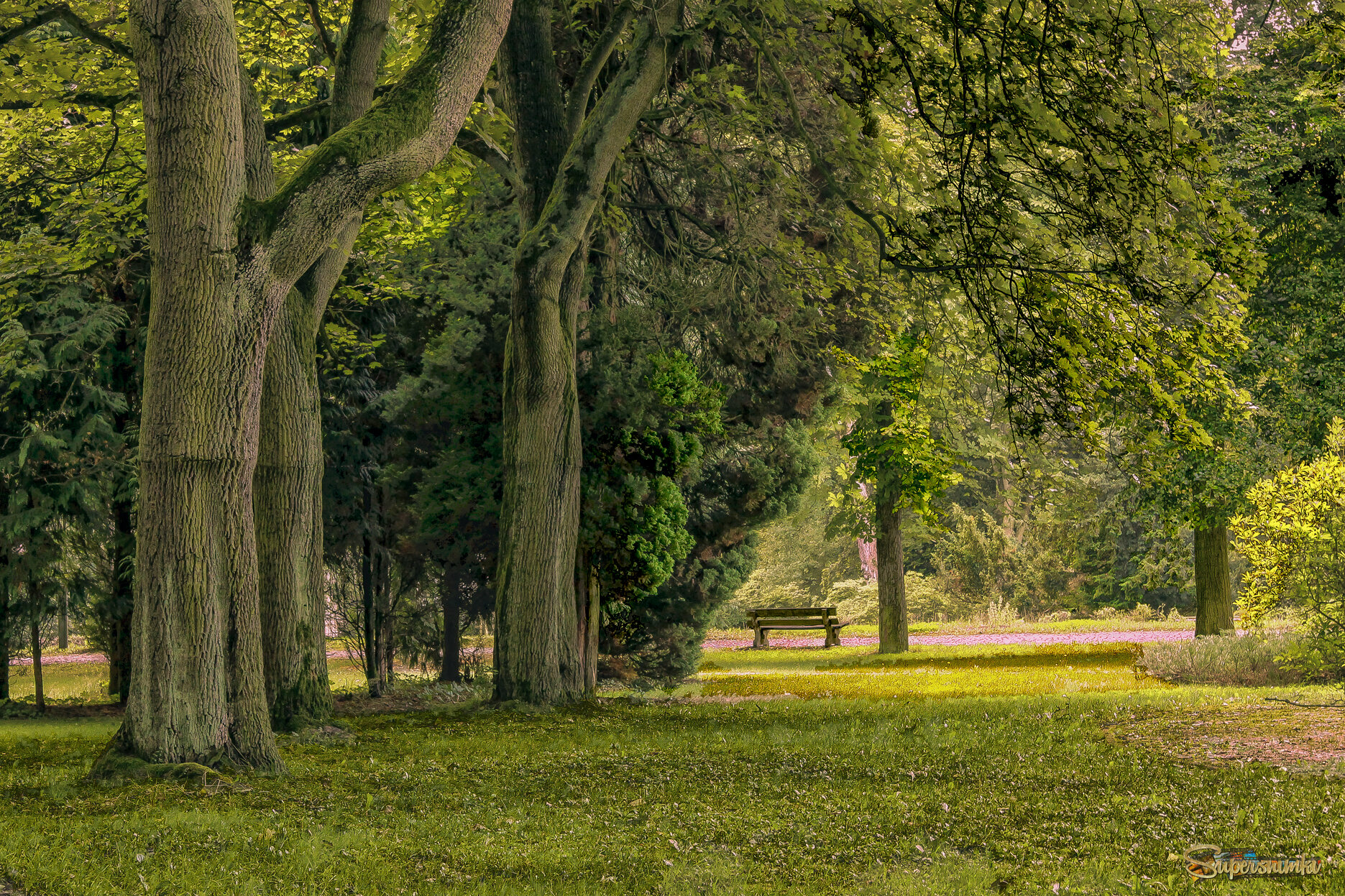 Под вековыми вязами
