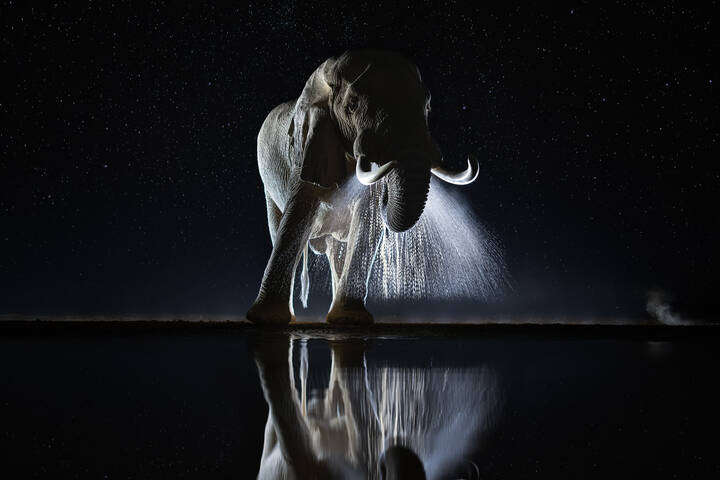 Ночной гость