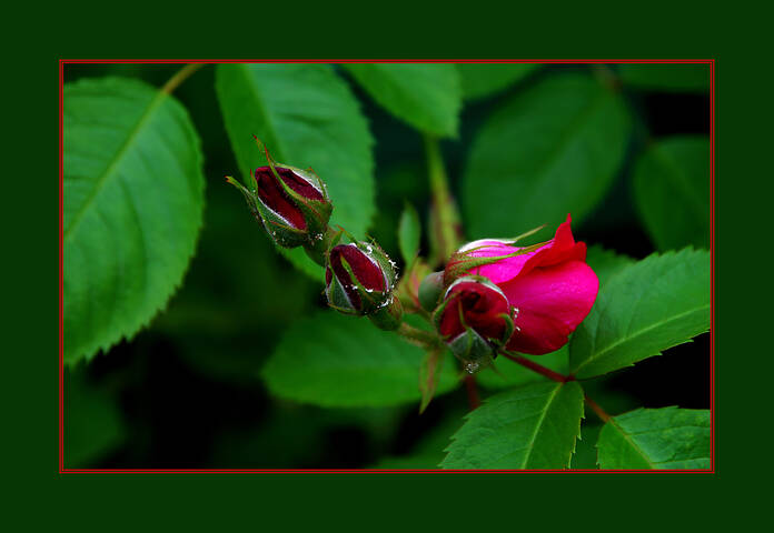 Flora Flowers Rose