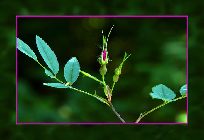 Flora Flowers Rose
