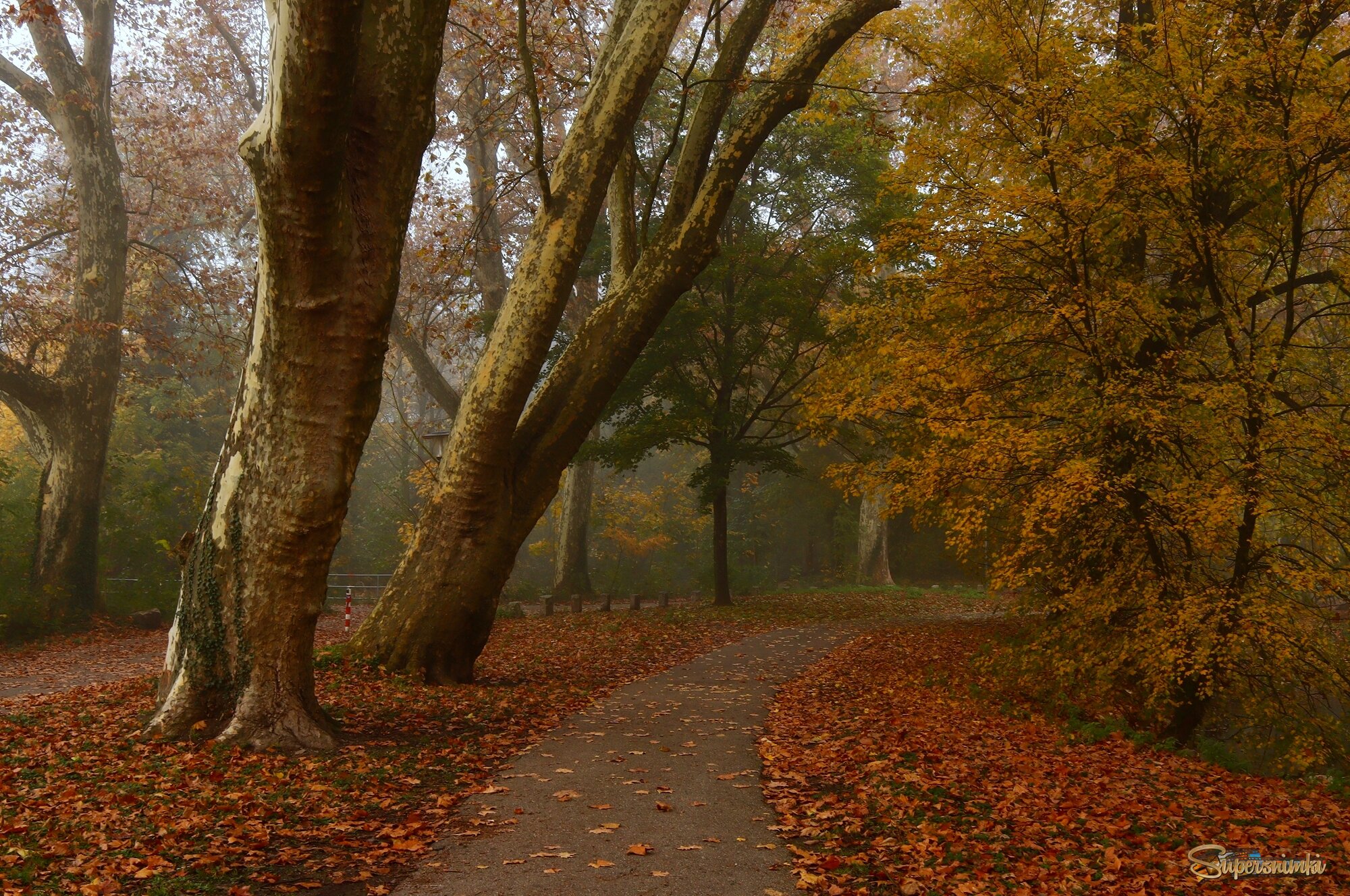 Тишина осеннего парка...