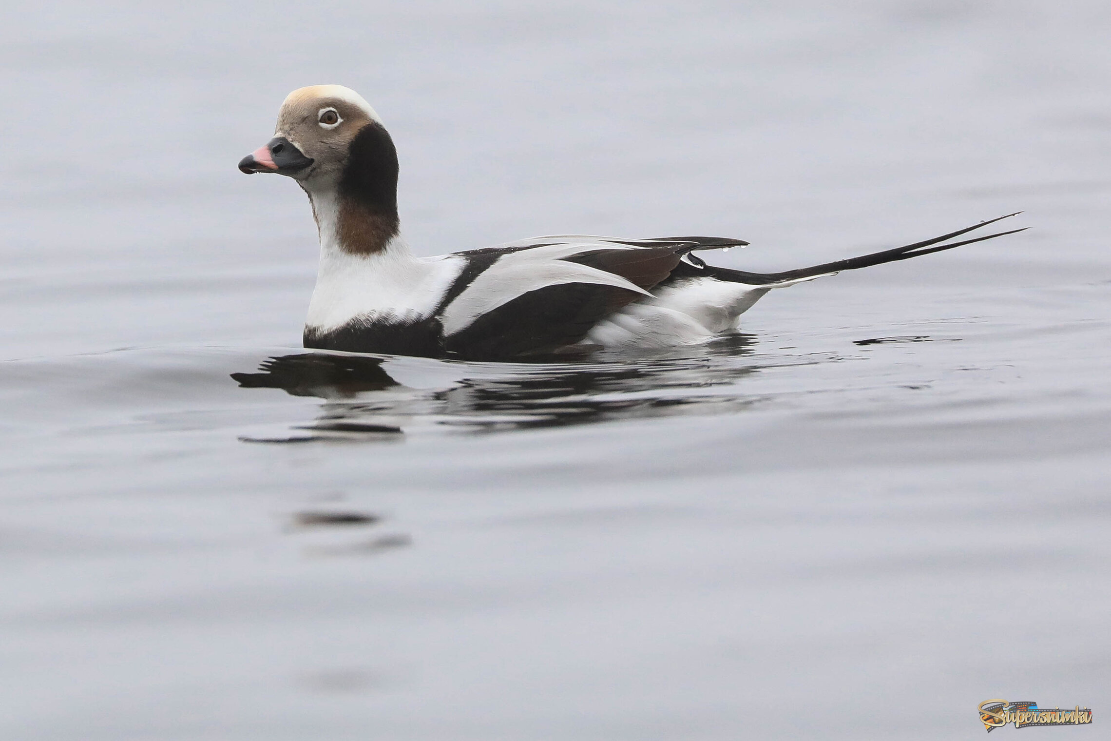 Вопрошает... 