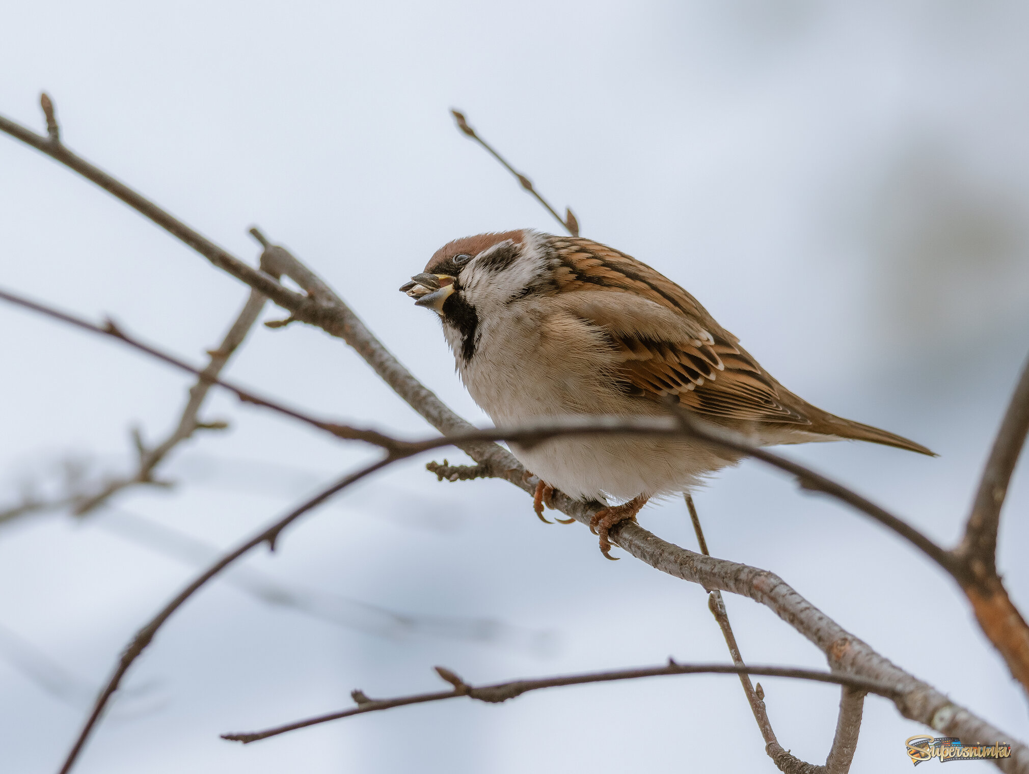 ЗИМНИМ ДНЁМ