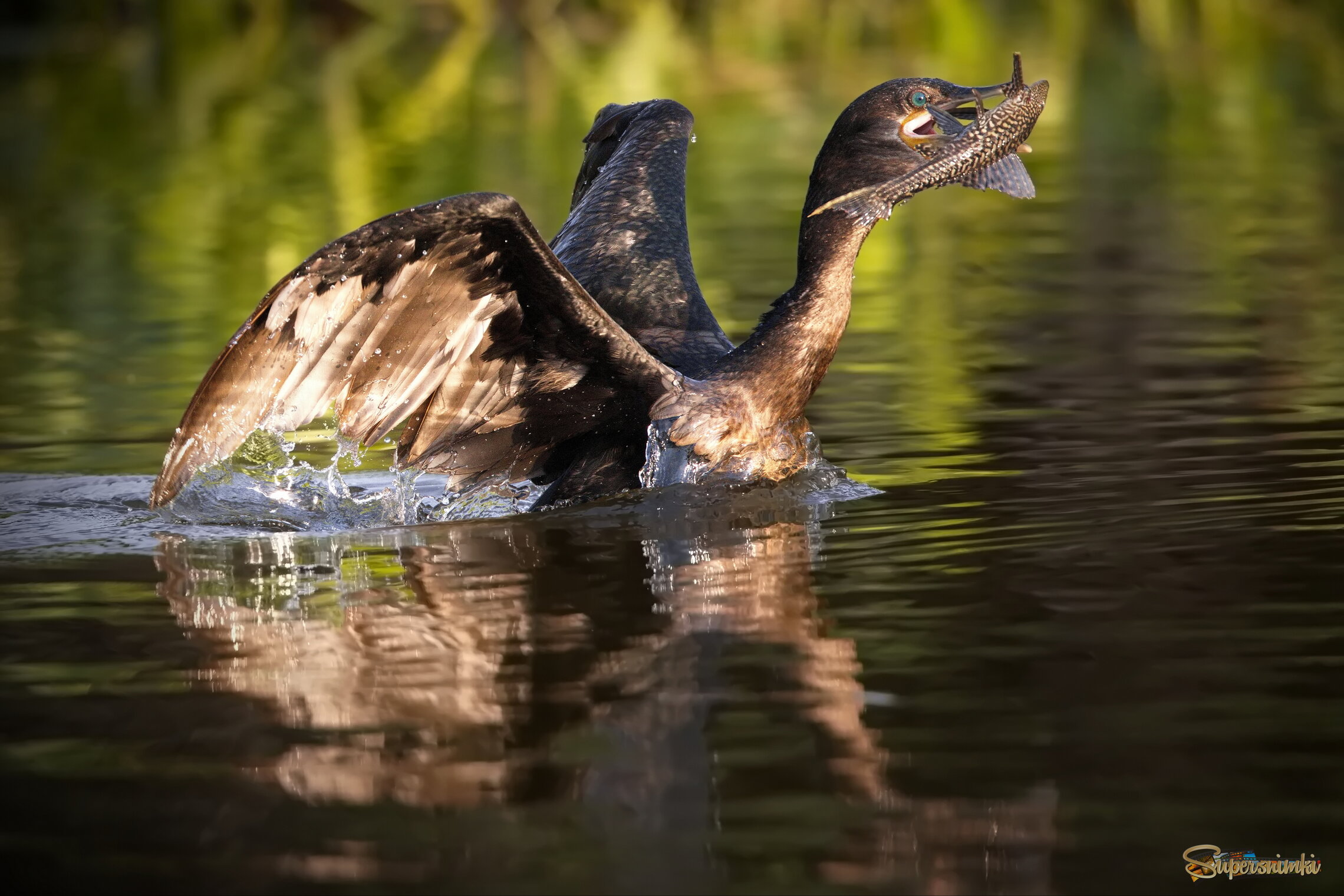 Славный улов