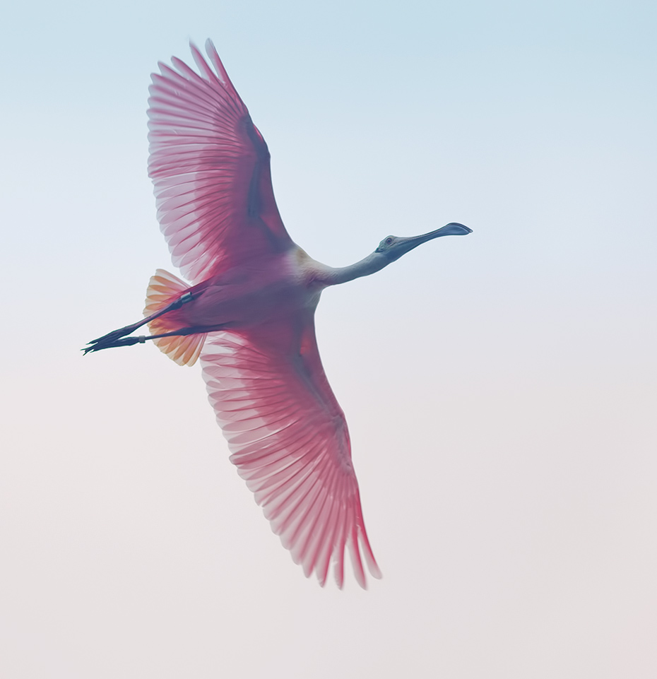 Roseate spoonbill - Розовая колпица