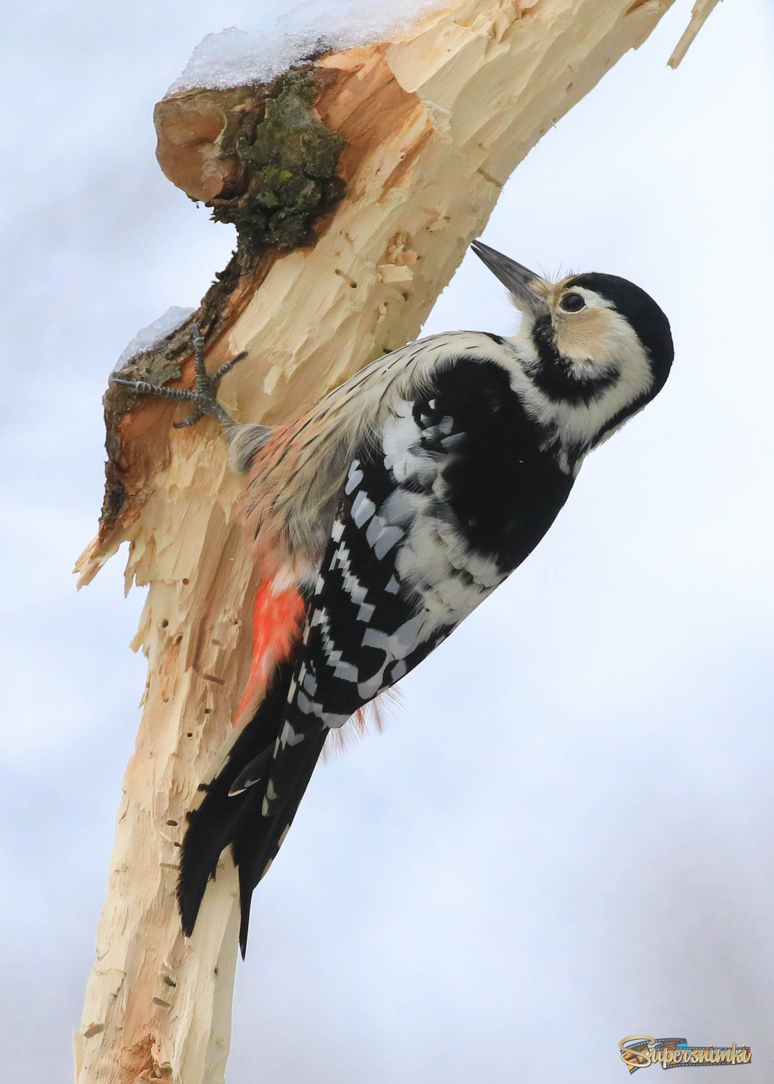 Завидуйте, плотники!