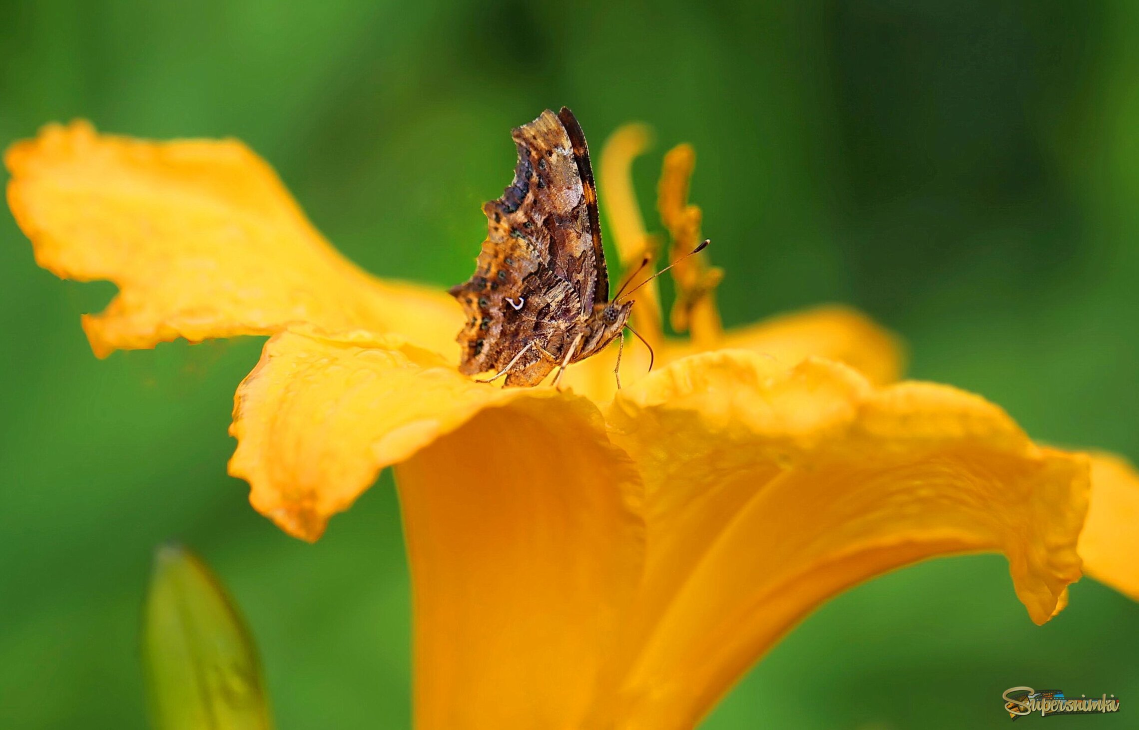 Сладкий лилейник
