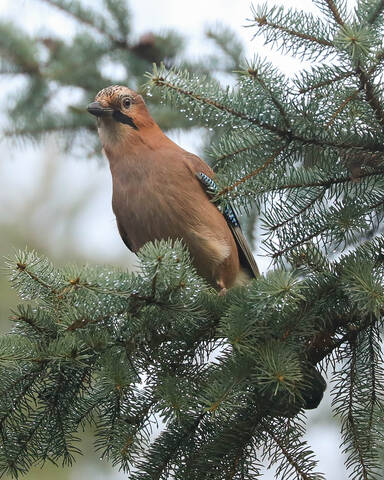 После дождя