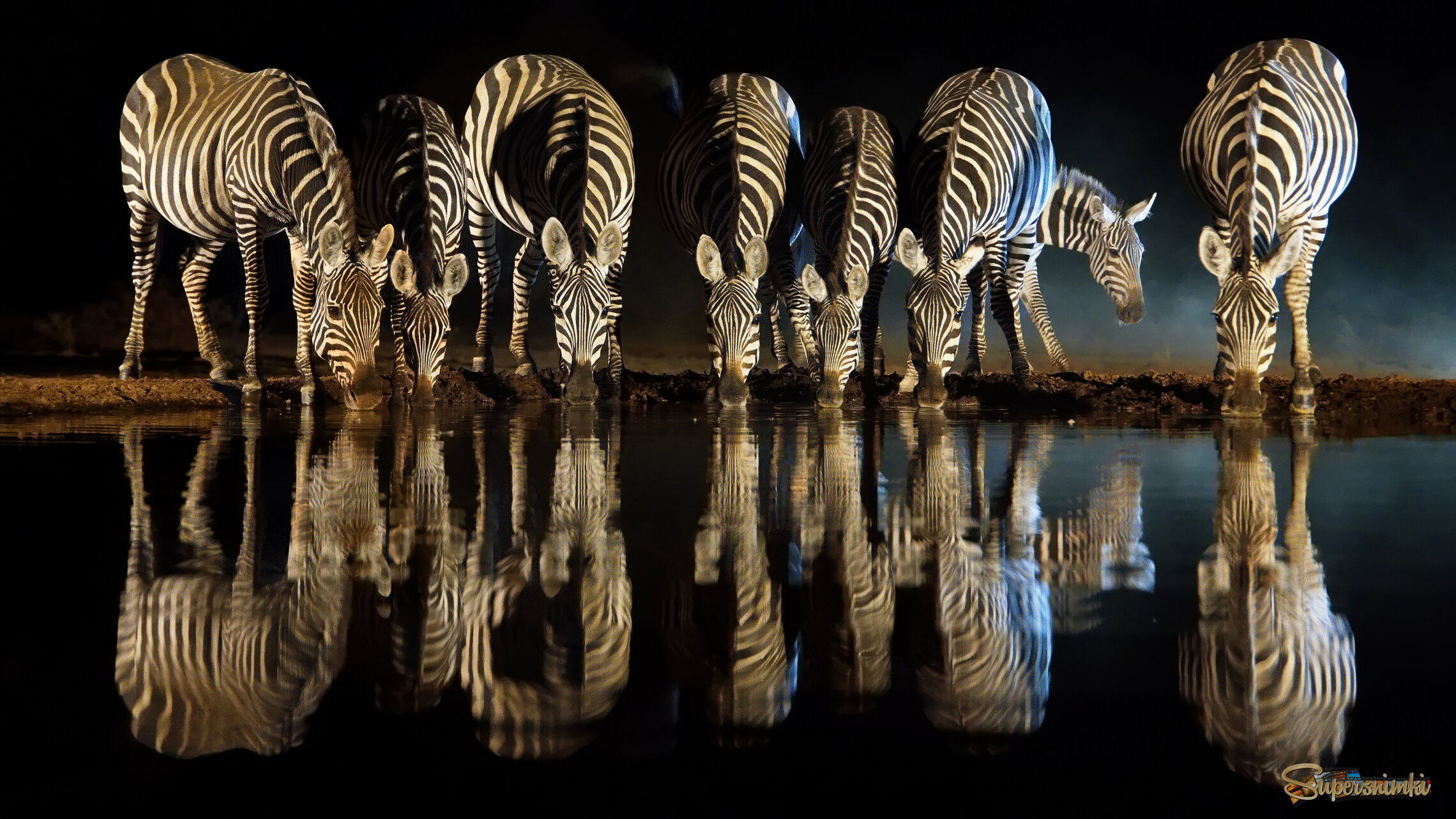 Полосатый водопой