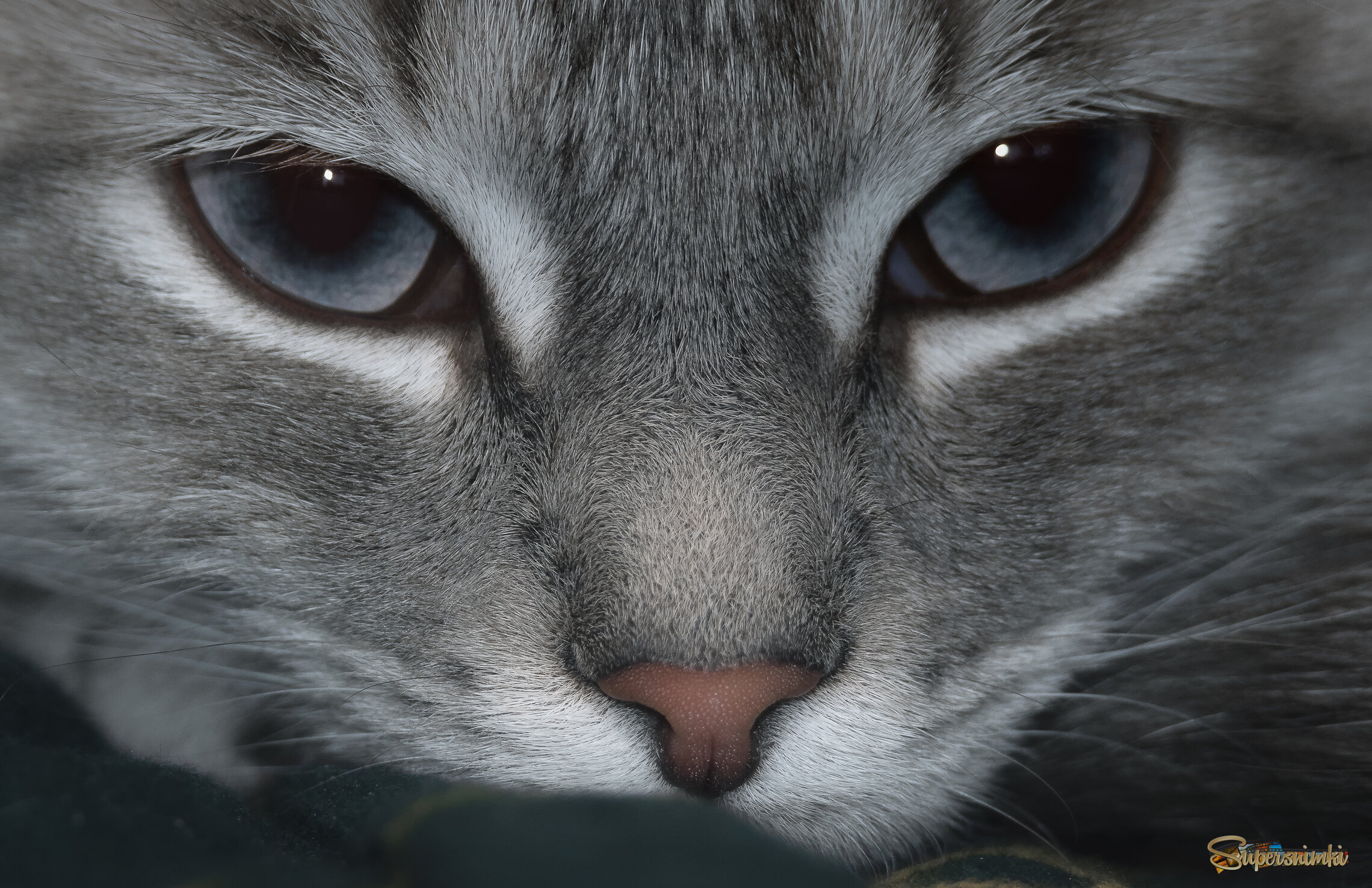 ГЛАЗА В ГЛАЗА...