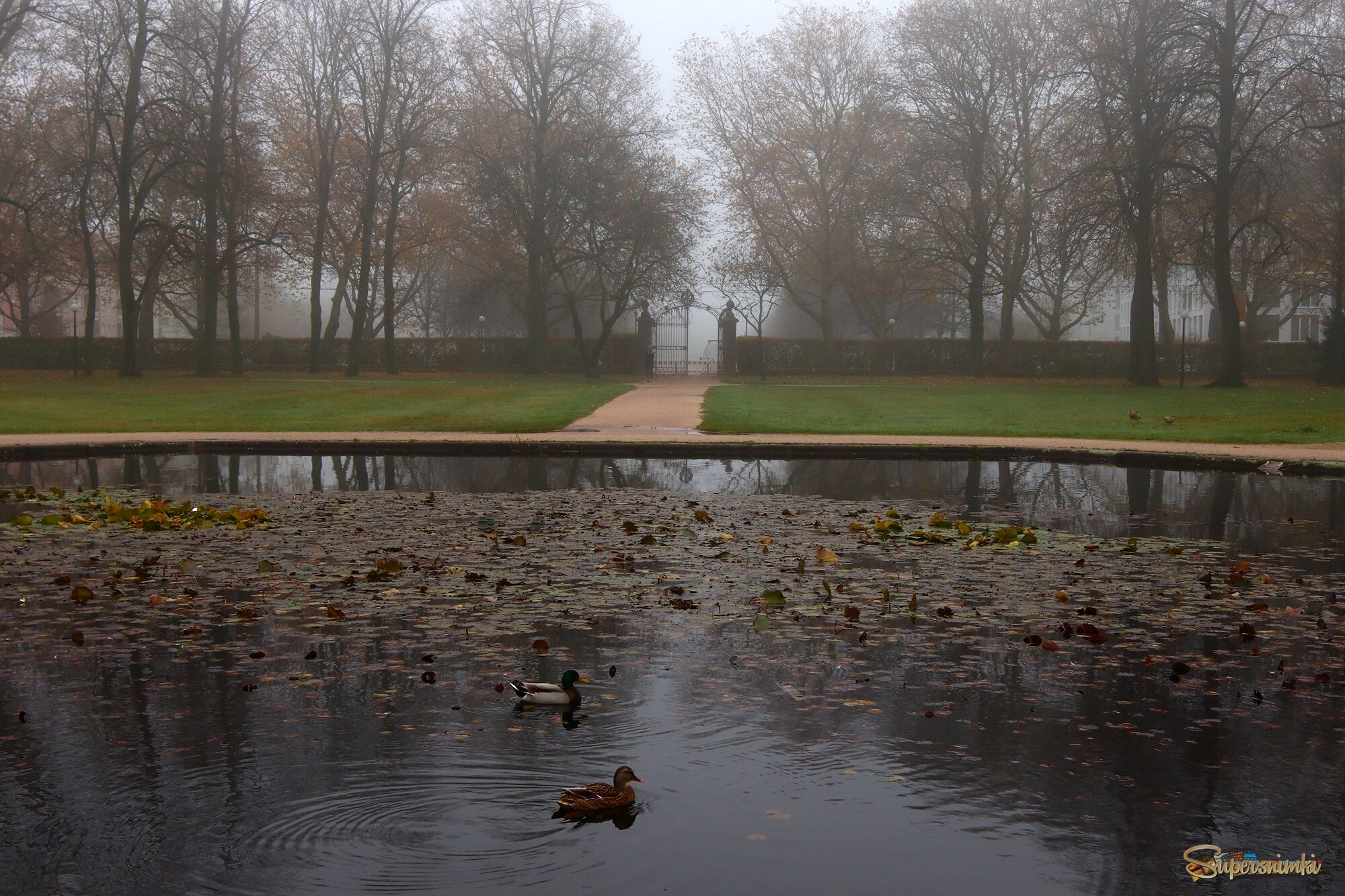 Утро в парке