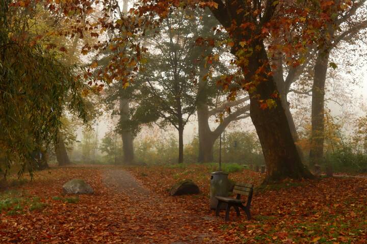 Осенний парк опять зовёт меня,лежит туман в желтеющей глуши.