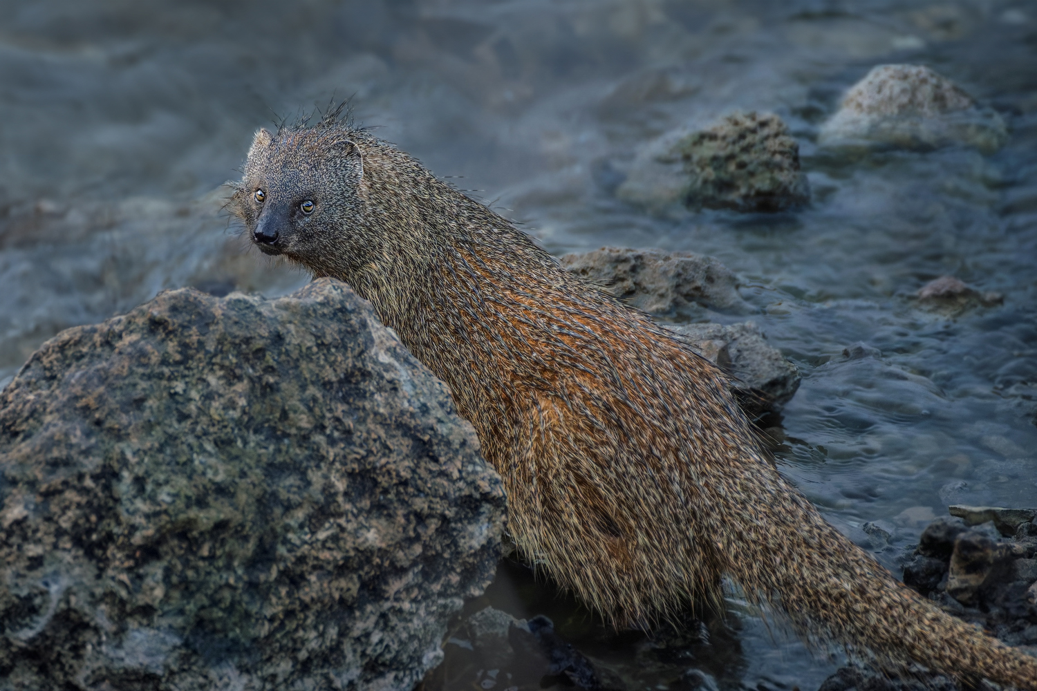 Как мангуст рыбу ловил