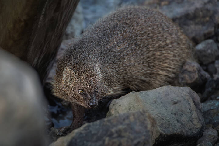 Как мангуст рыбу ловил