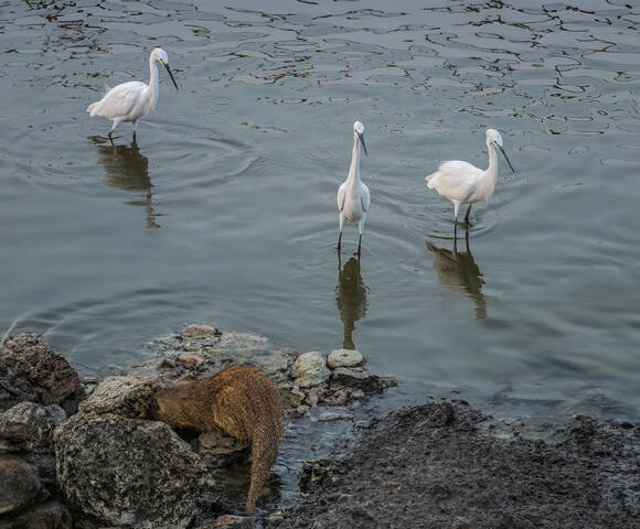 Как мангуст рыбу ловил