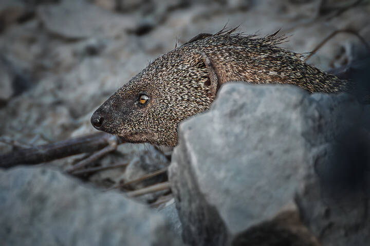 Как мангуст рыбу ловил