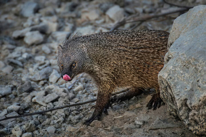 Как мангуст рыбу ловил