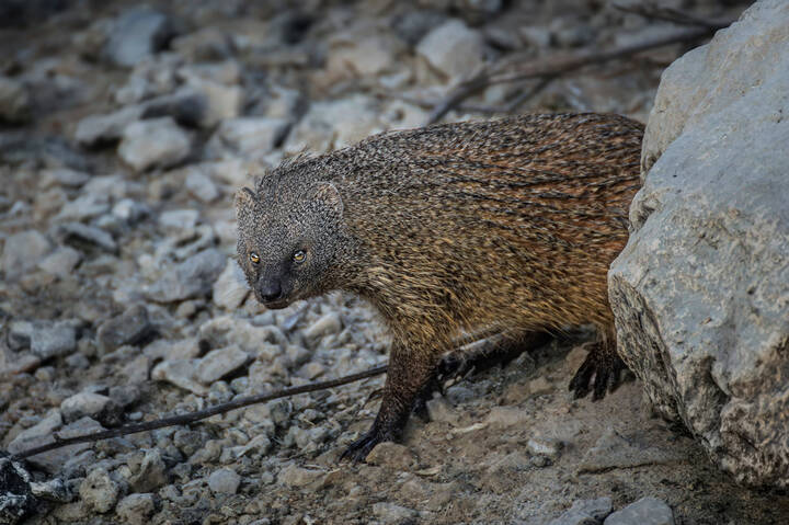 Как мангуст рыбу ловил