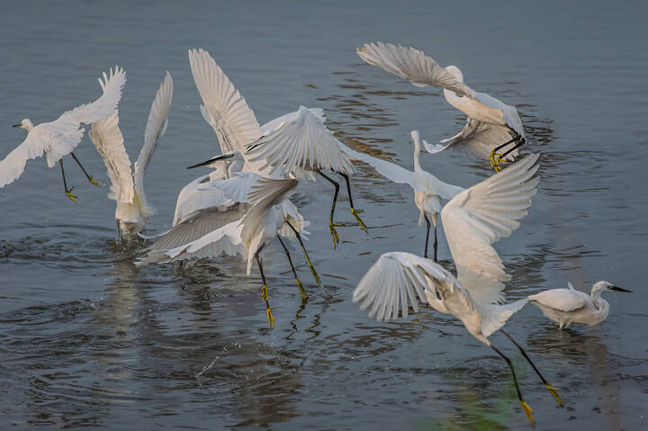 Как мангуст рыбу ловил