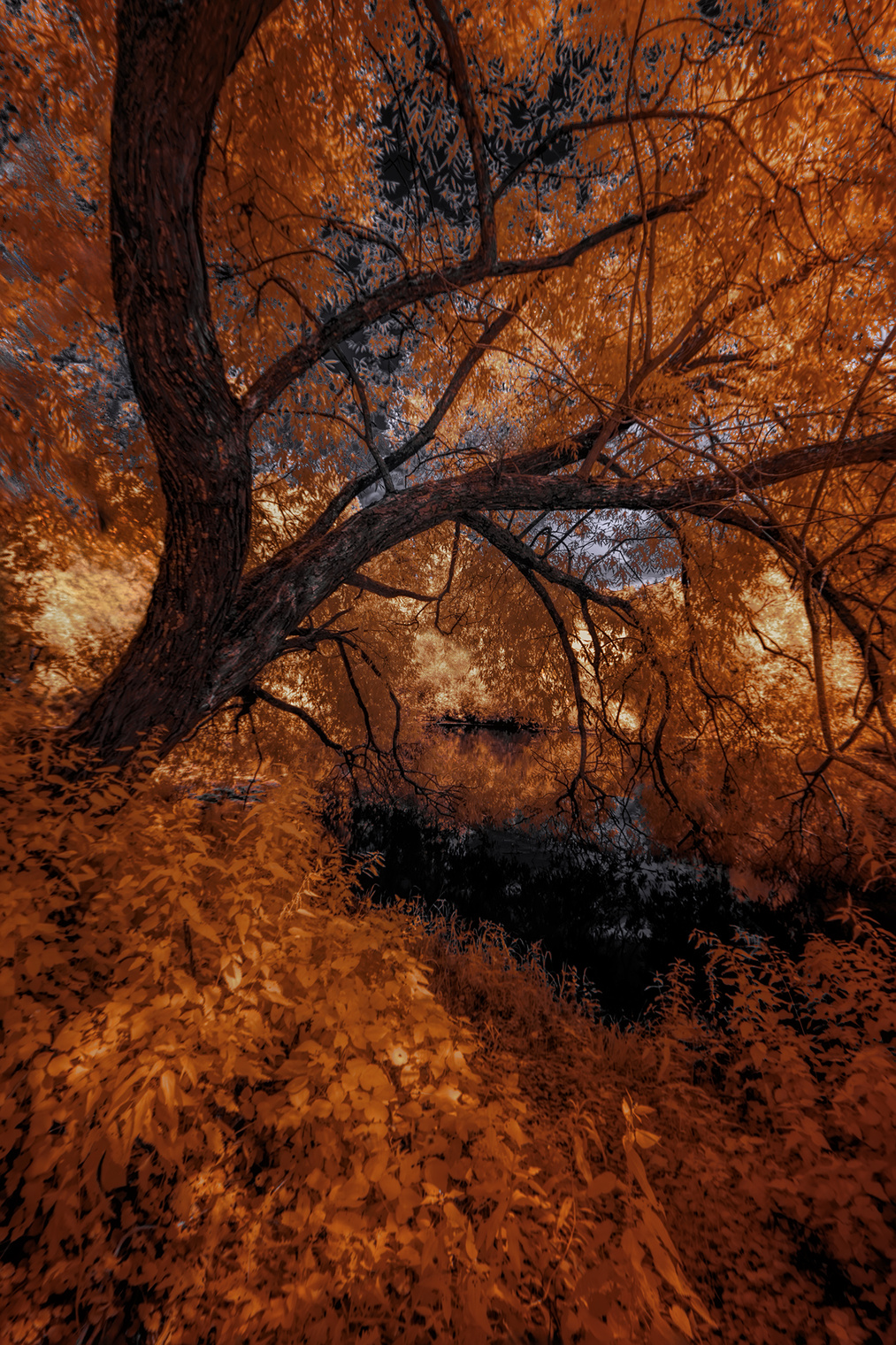 Летняя со старым деревом