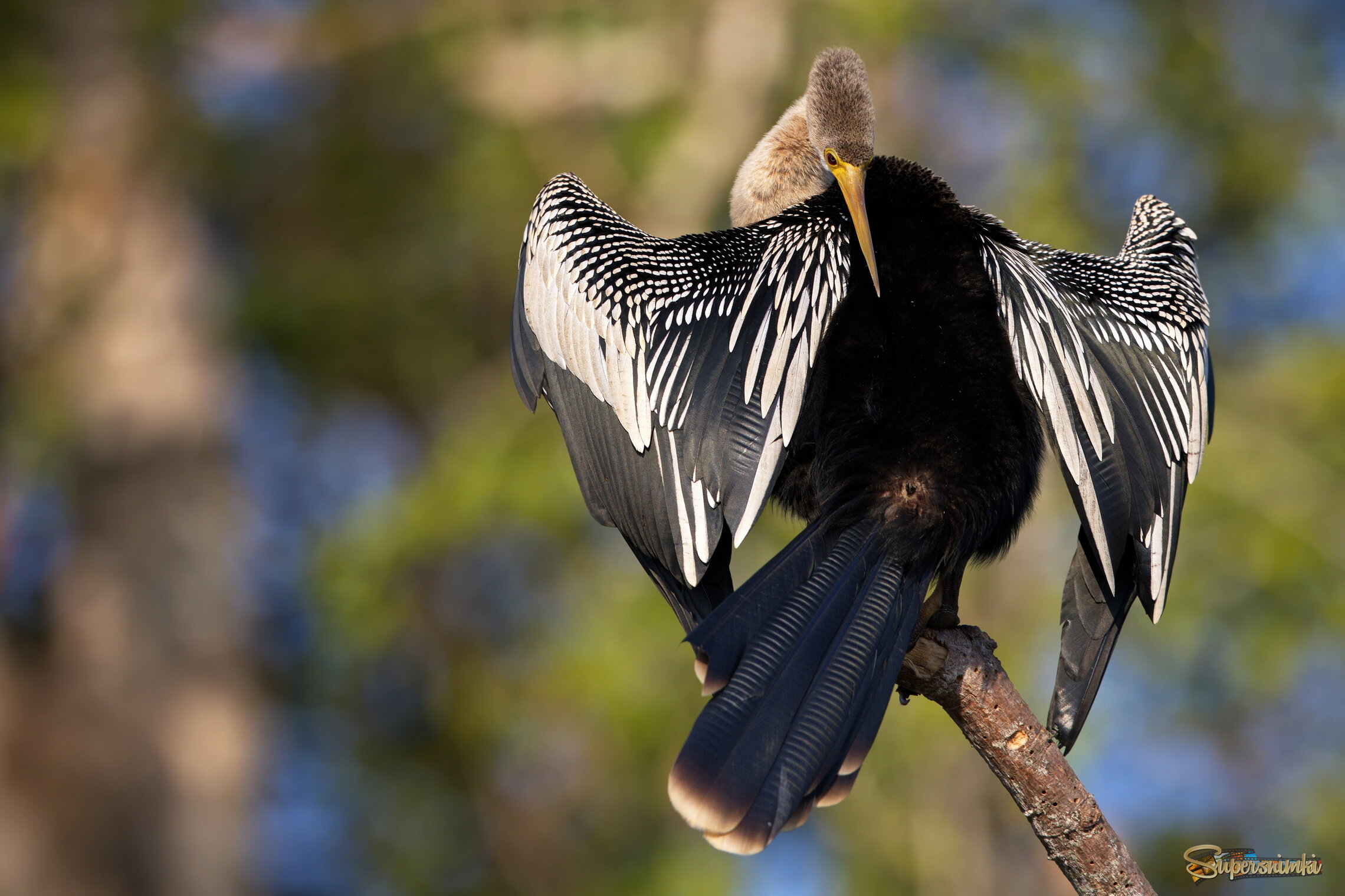 Сушим крылья!