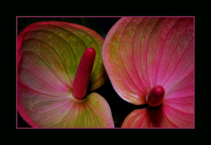 Flora Flowers