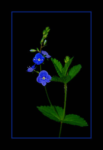 Flora Flowers