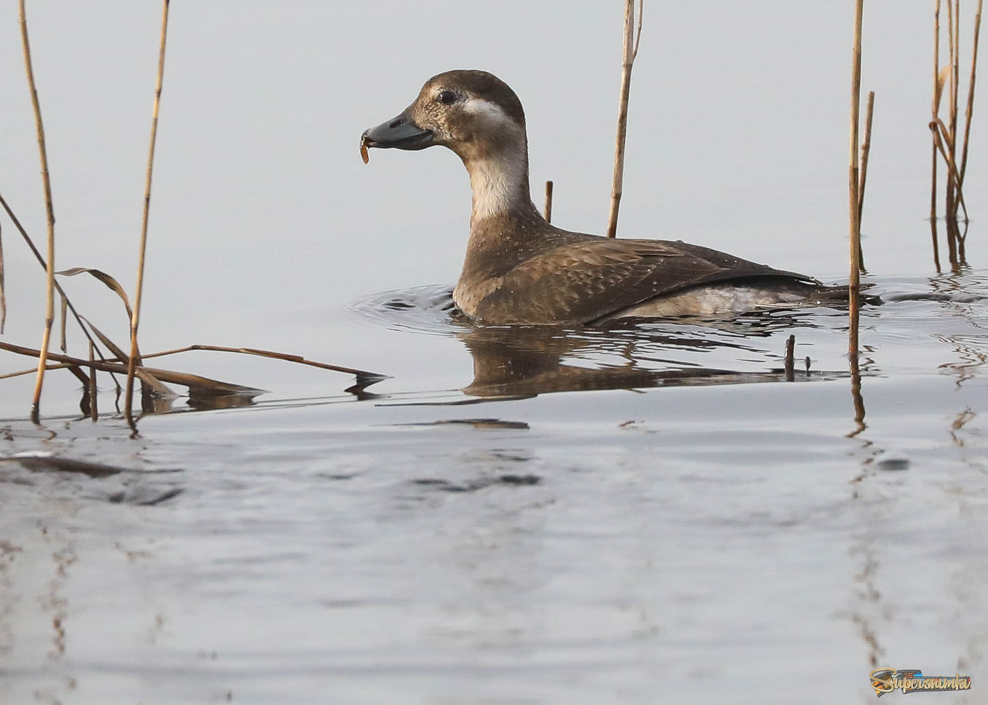 Самка с добычей