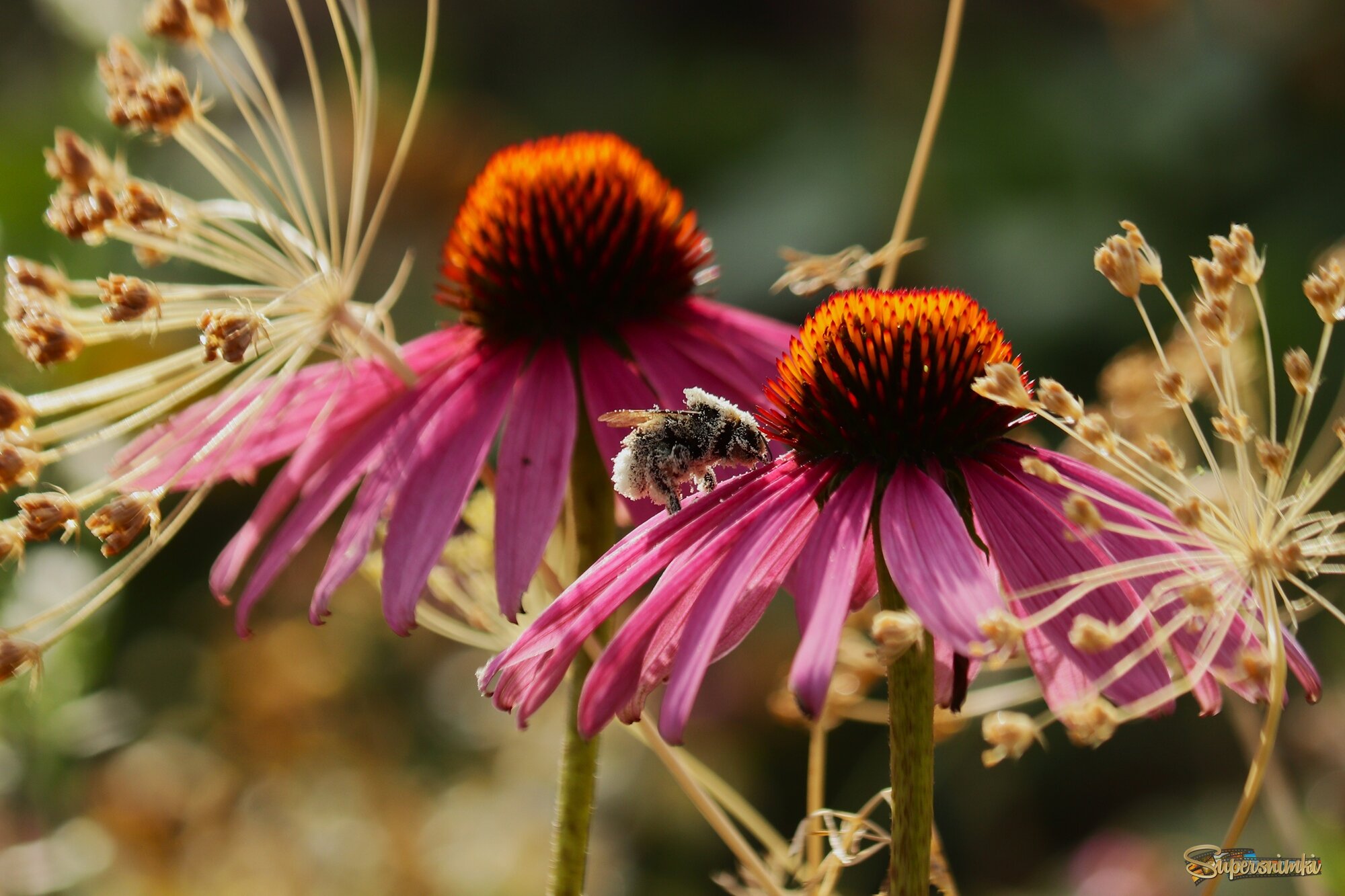Цветы ушедшего лета