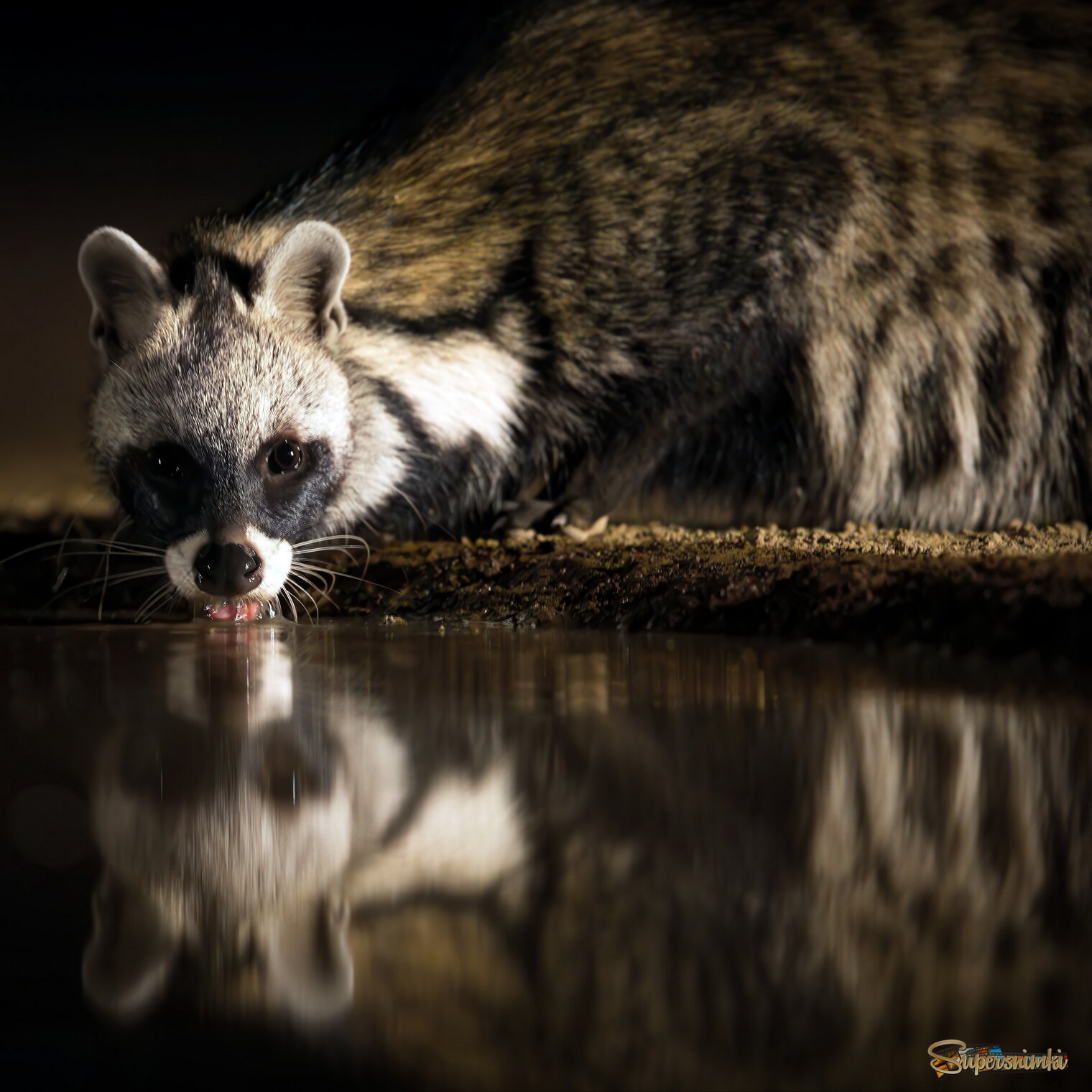 Не кошка, но красавица)!