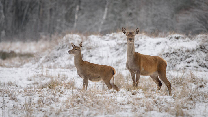 По первому снегу...