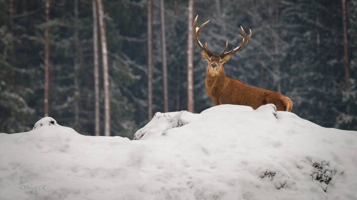 По первому снегу...