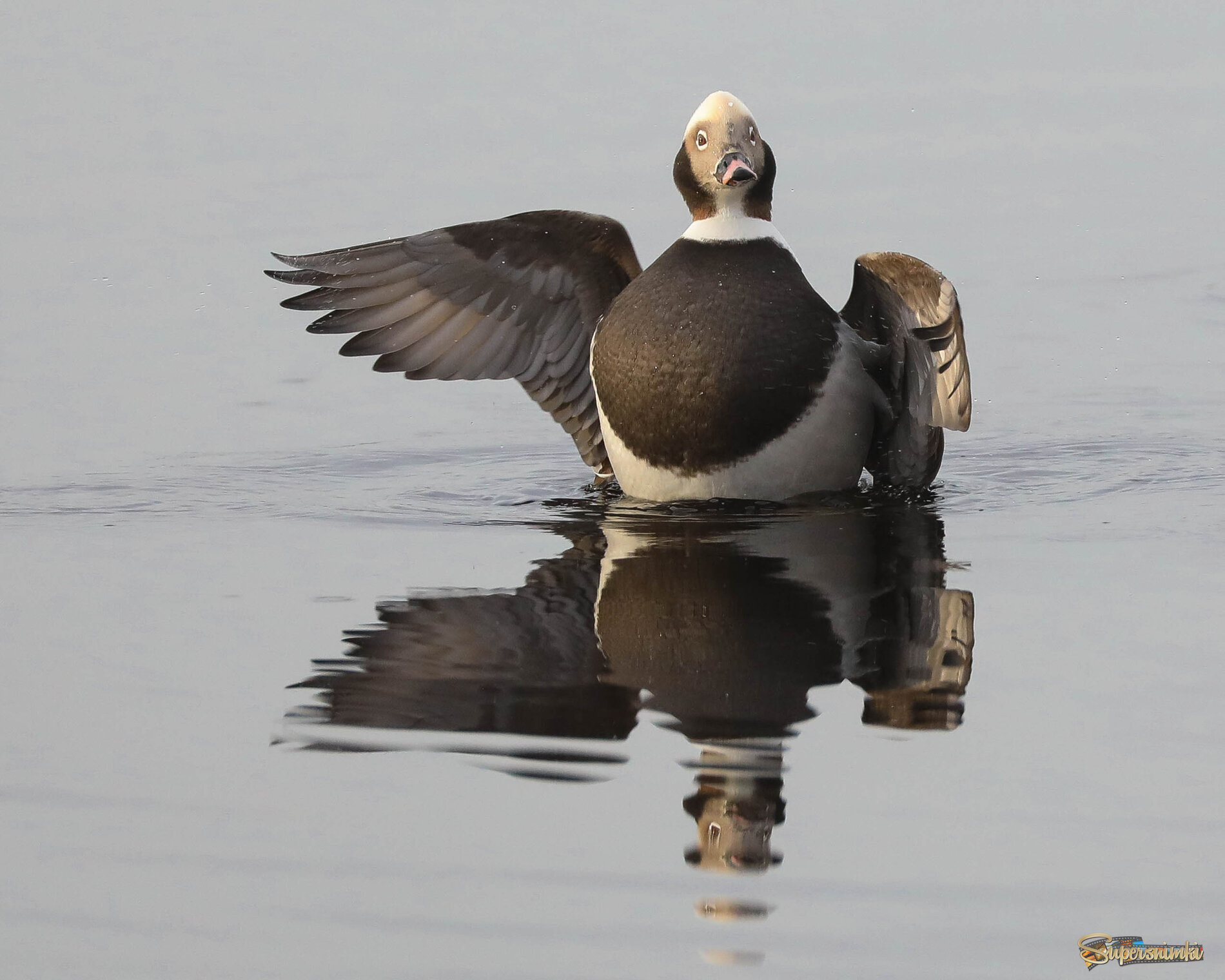 Какой же я красавец! 