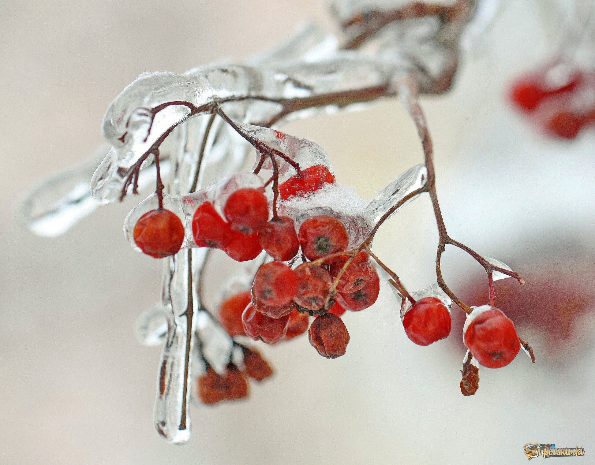 Ягодки, заморозка