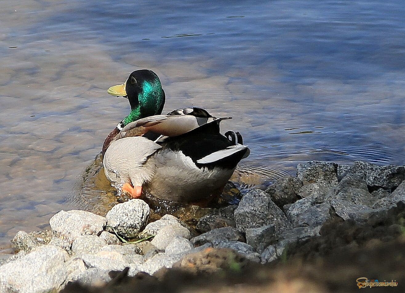 Красавец селезень