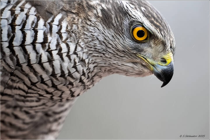 Самец Ястреб Тетеревятник