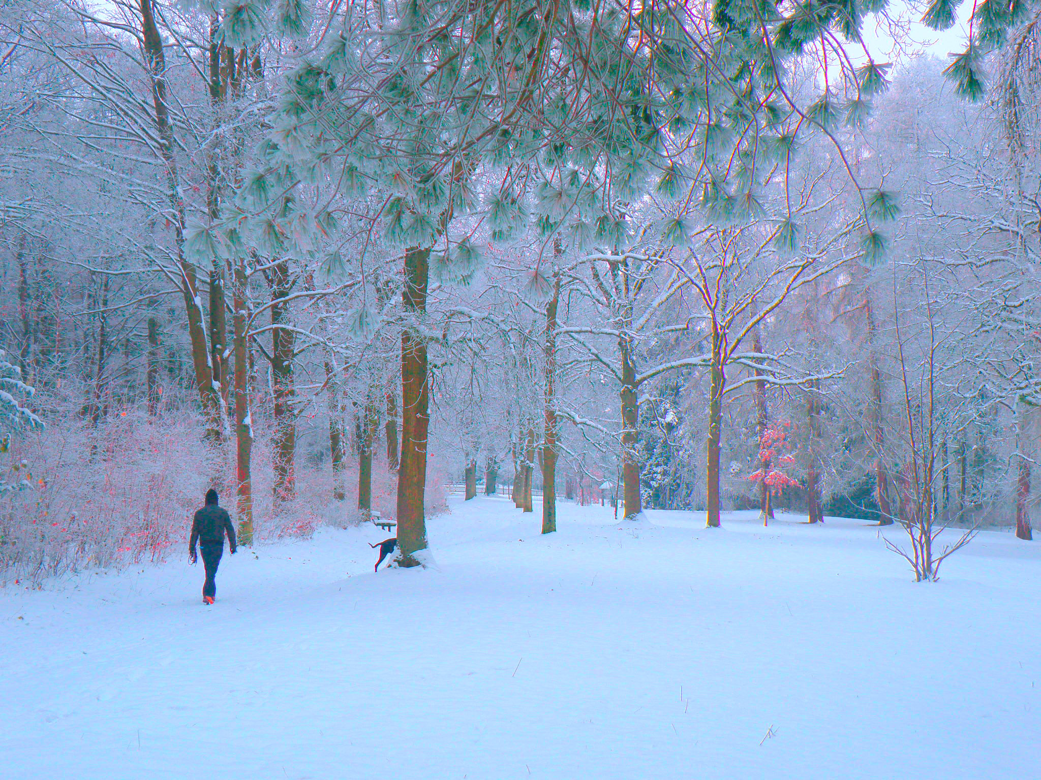 В зимнем парке.