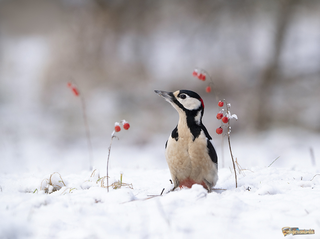 Картинка из леса