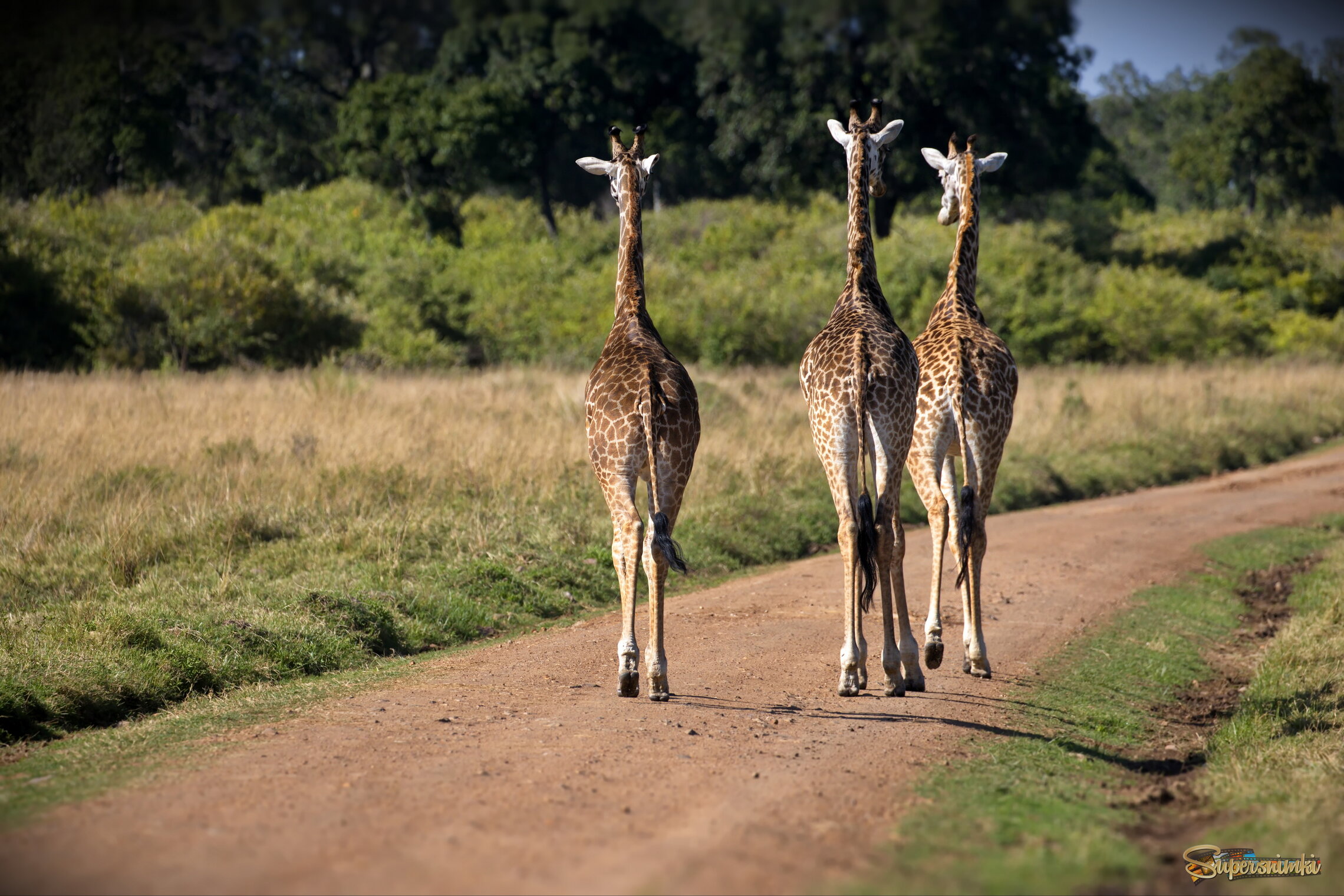 Дорогой дальнею...
