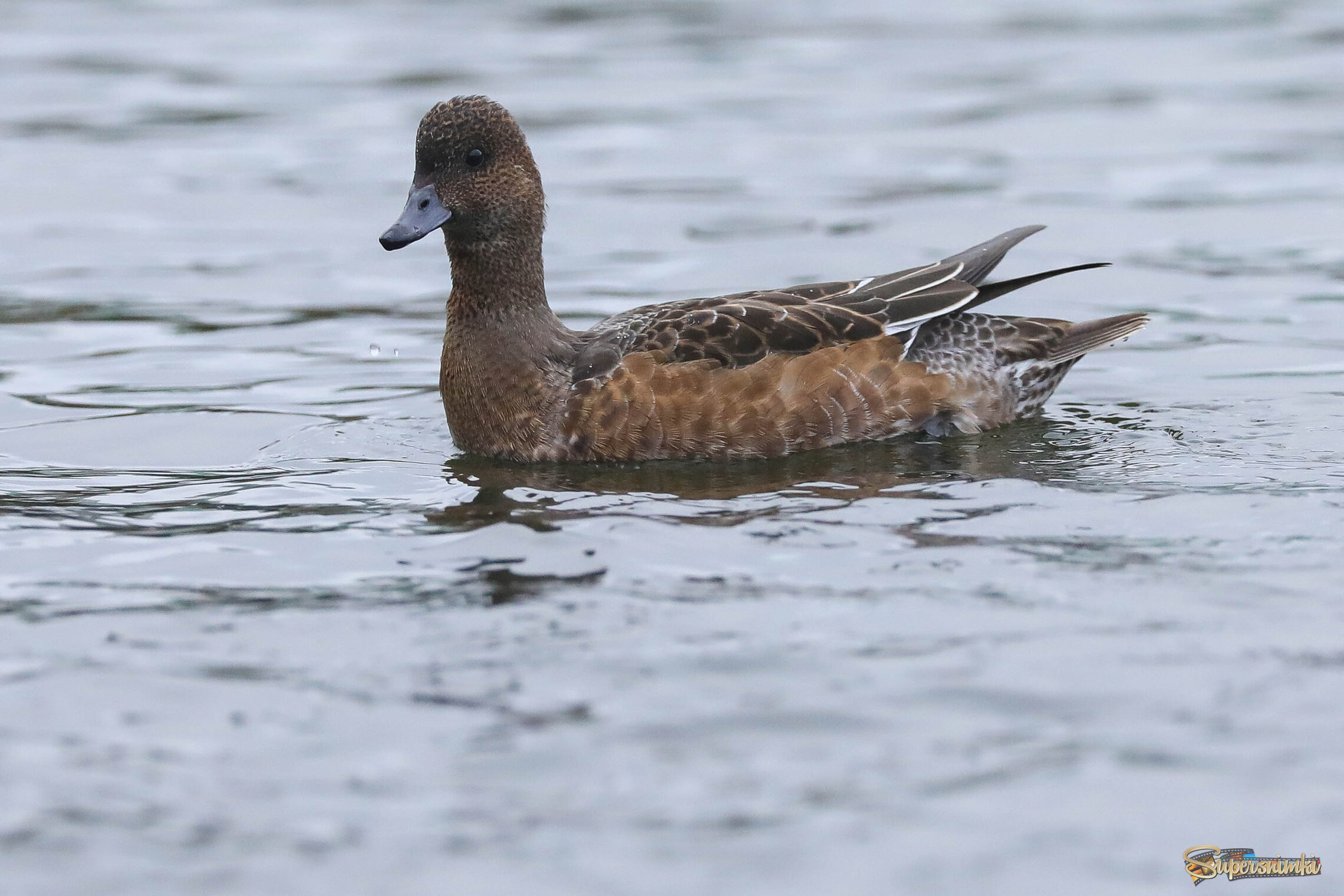 Не могу поверить.... 