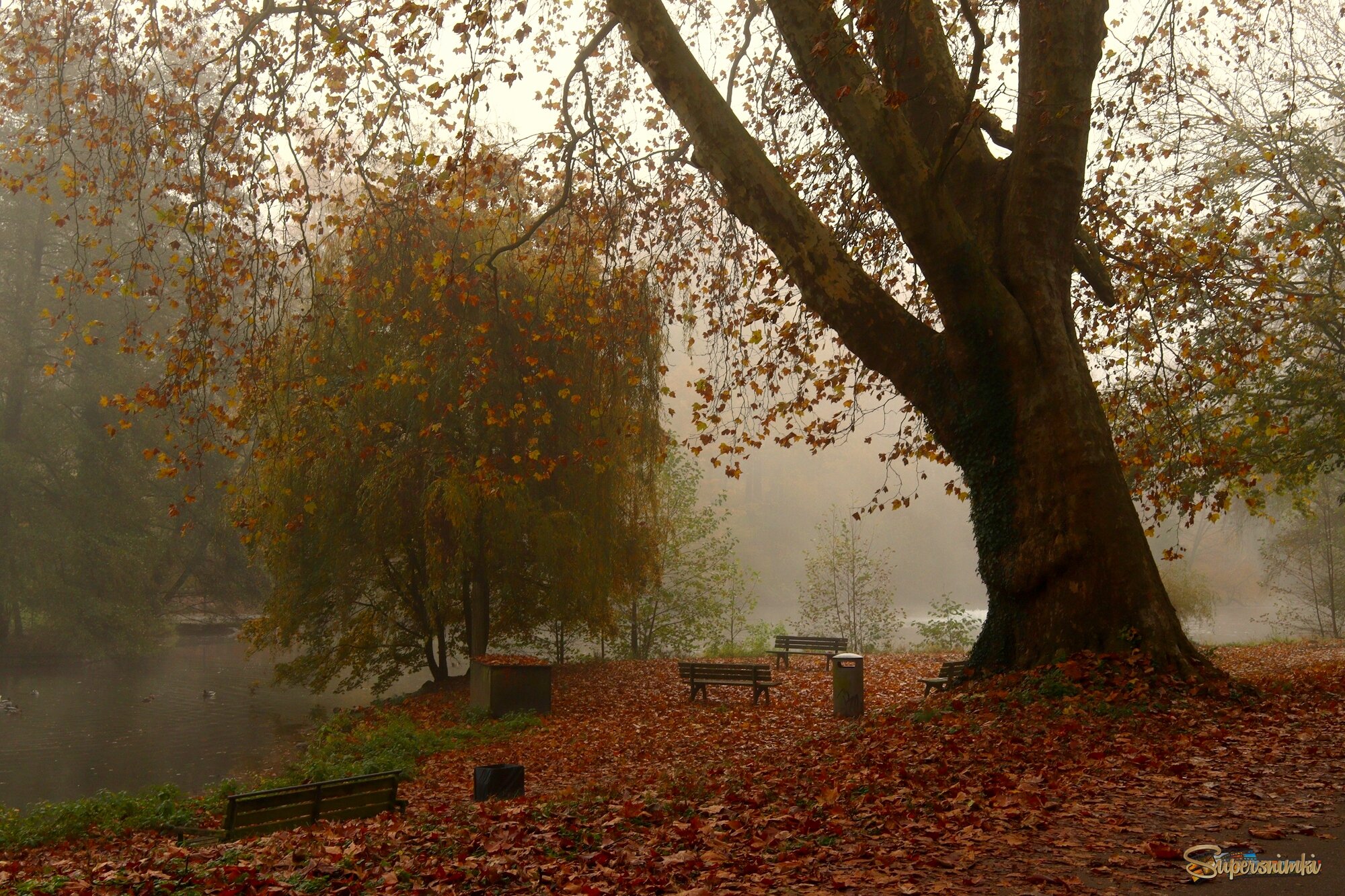 Туман в осеннем парке
