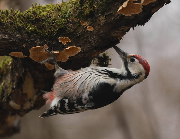 Трудоголик