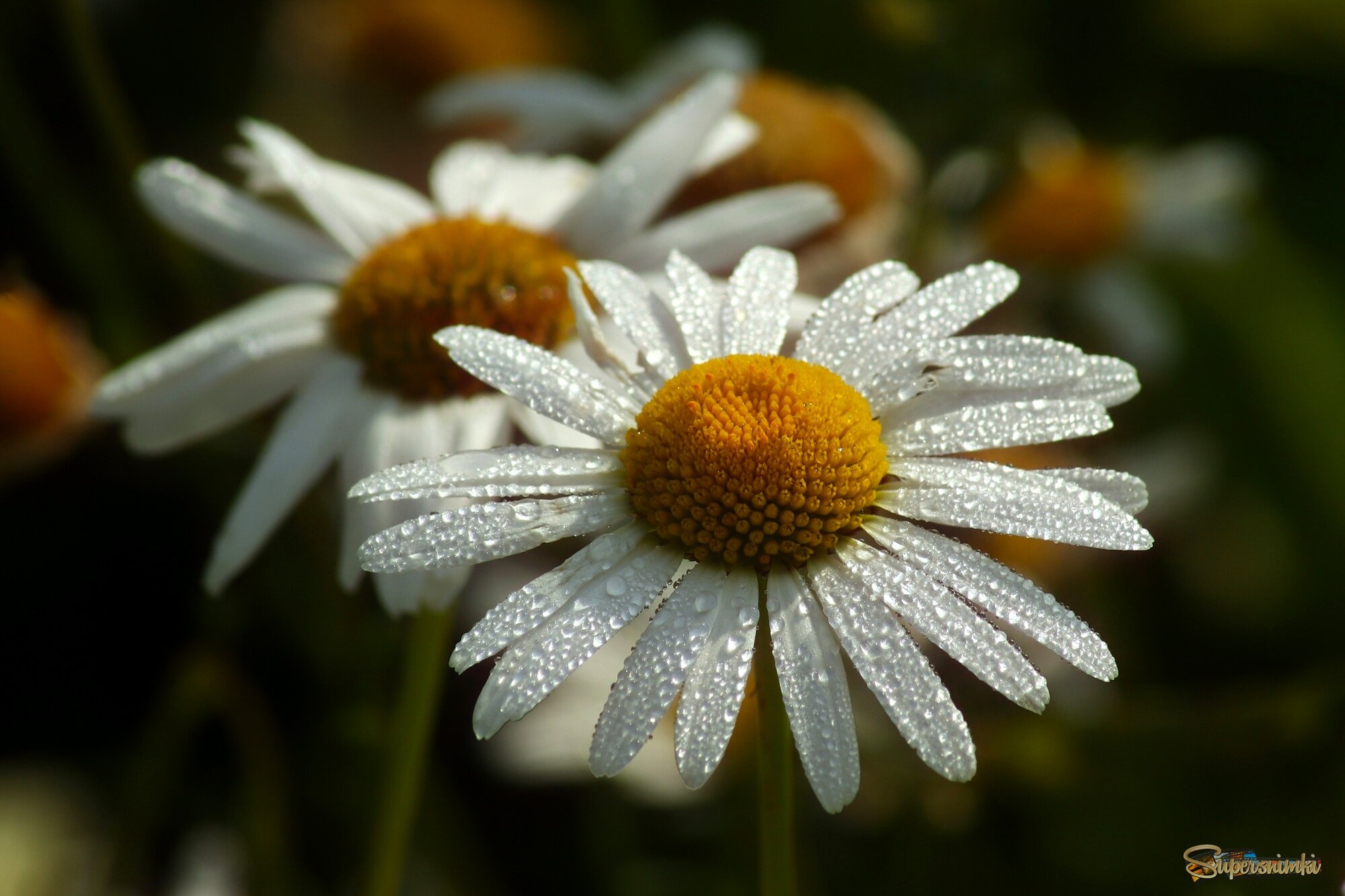 Доброе утро