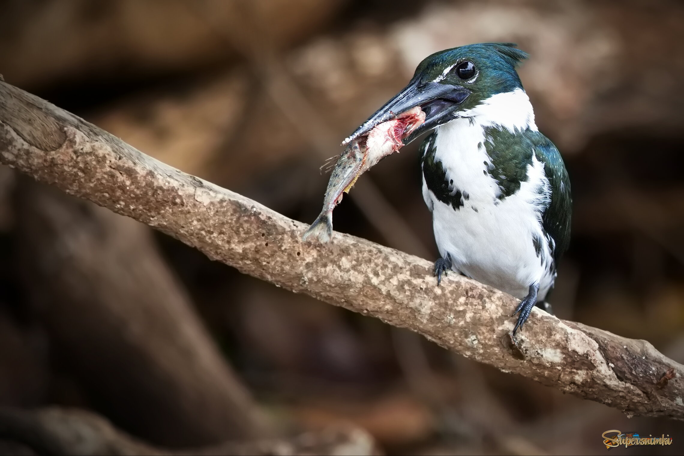 Глотать нельзя жевать