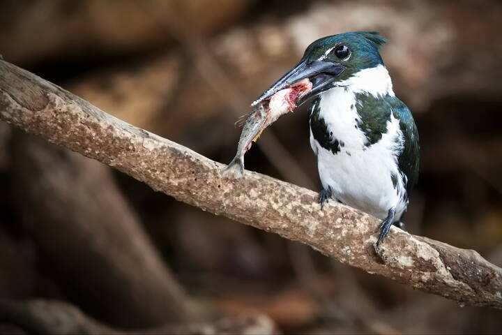 Глотать нельзя жевать