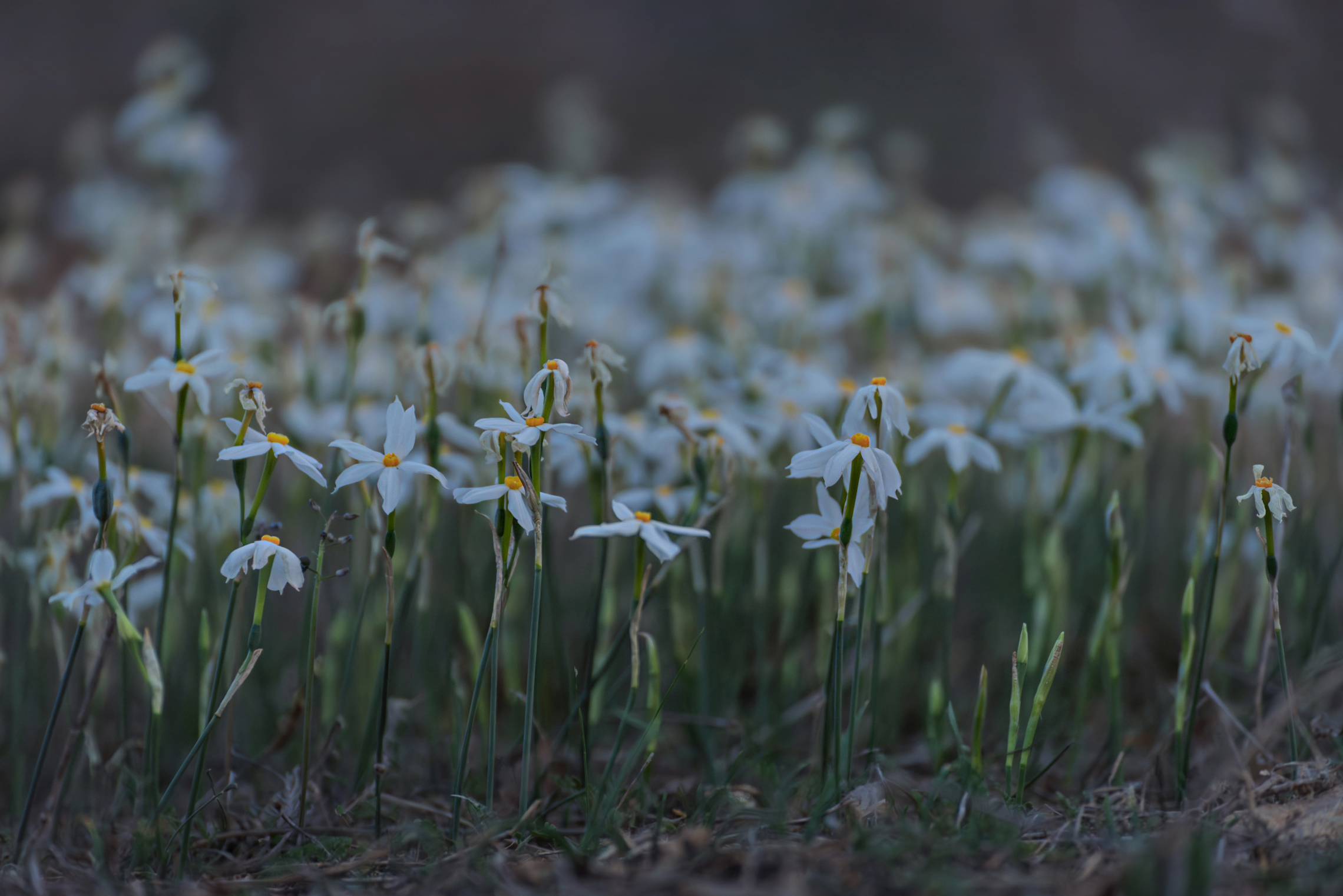 Цветут дикие нарциссы