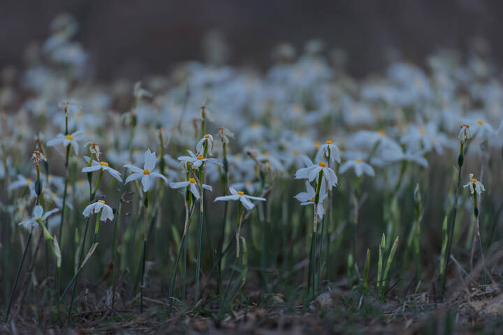 Цветут дикие нарциссы