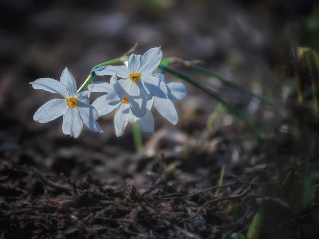 Цветут дикие нарциссы